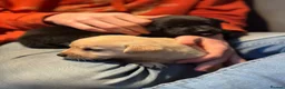 Labrador Retriever dogs for sale: Gorgeous LABRADOR Puppies - Advert 5