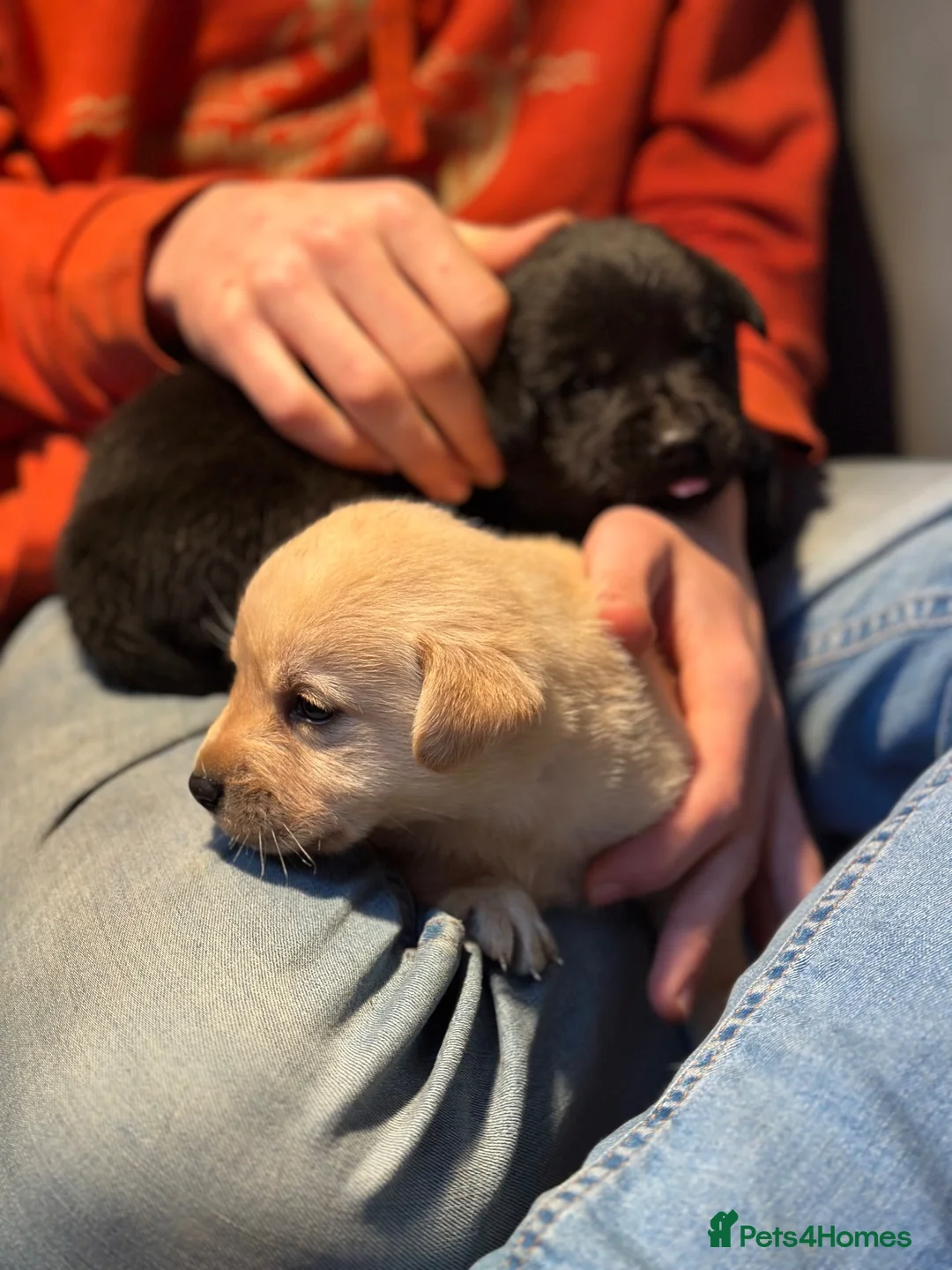 Labrador Retriever dogs for sale: Gorgeous LABRADOR Puppies - Advert 5