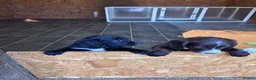 Sprocker dogs for sale: 7 beautiful spaniel puppies for sale in Woking - Advert 11