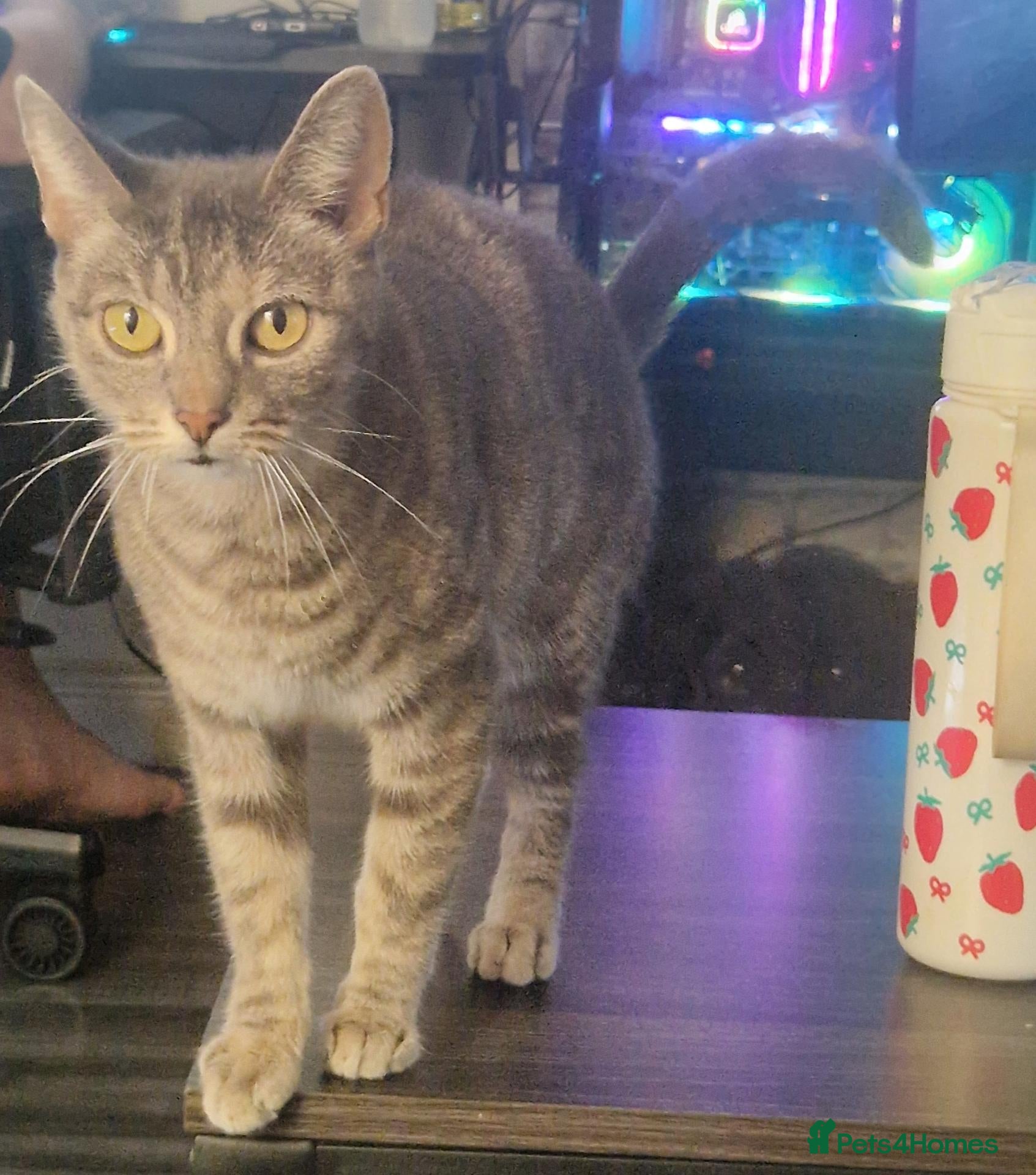 Mixed Breed cats Help with home for 2 female cats - Advert 13