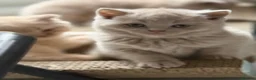 British Shorthair cats for sale: Beautiful lilac BSH GCCF - Advert 7