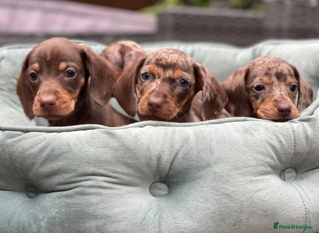 Miniature Dachshund dogs for sale: Mini Dachshunds  - Advert 10