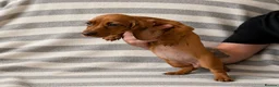 Dachshund dogs for sale: Dachsund puppies in Hull - Advert 4