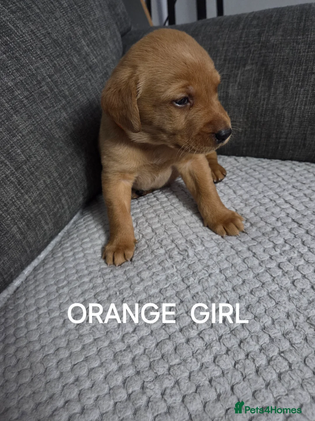 Labrador Retriever dogs for sale: Red fox labradors - Advert 9