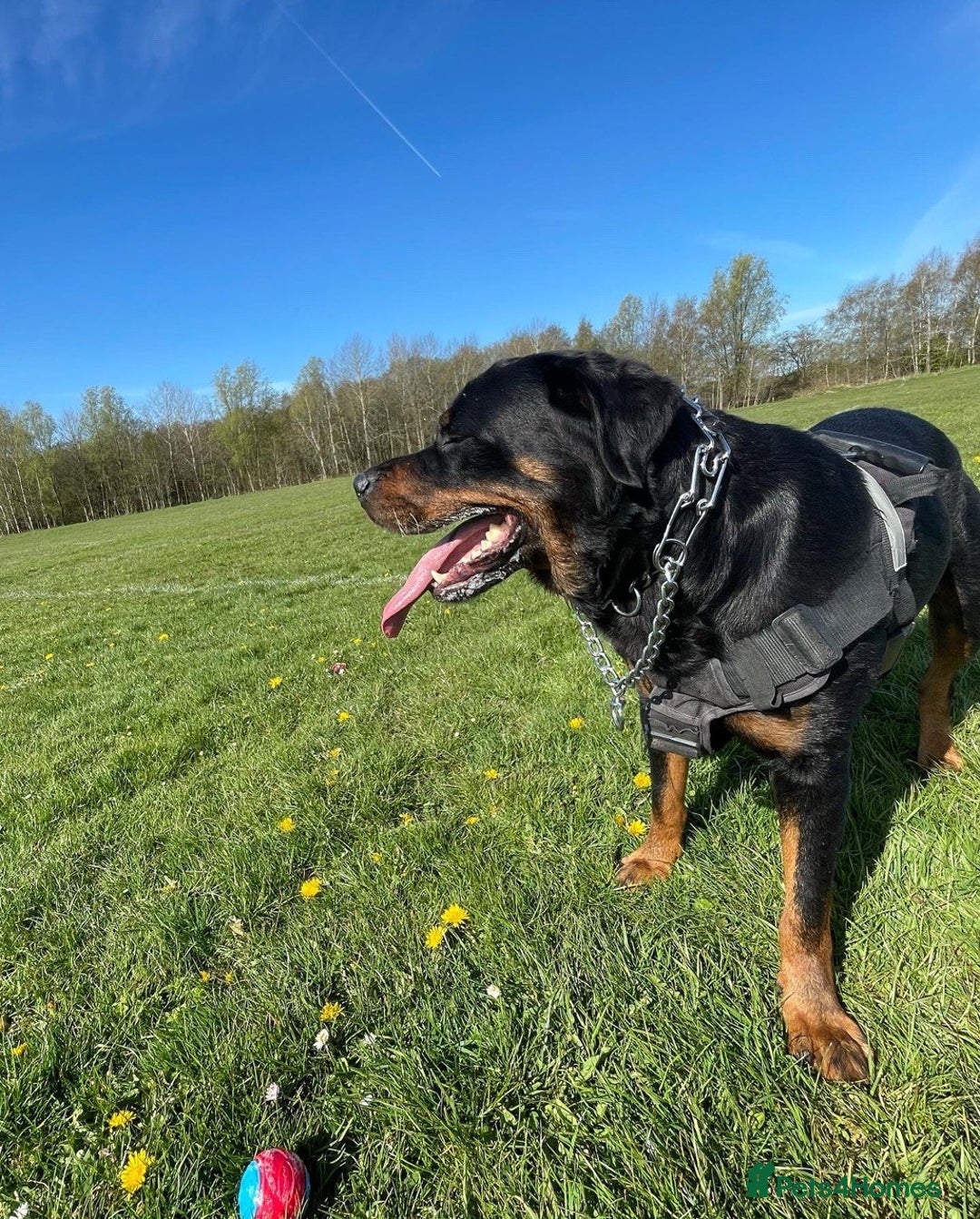 Mixed Breed dogs for sale: 🐶 Stunning German Shepmatian × Rottweiler Puppies - Image 4
