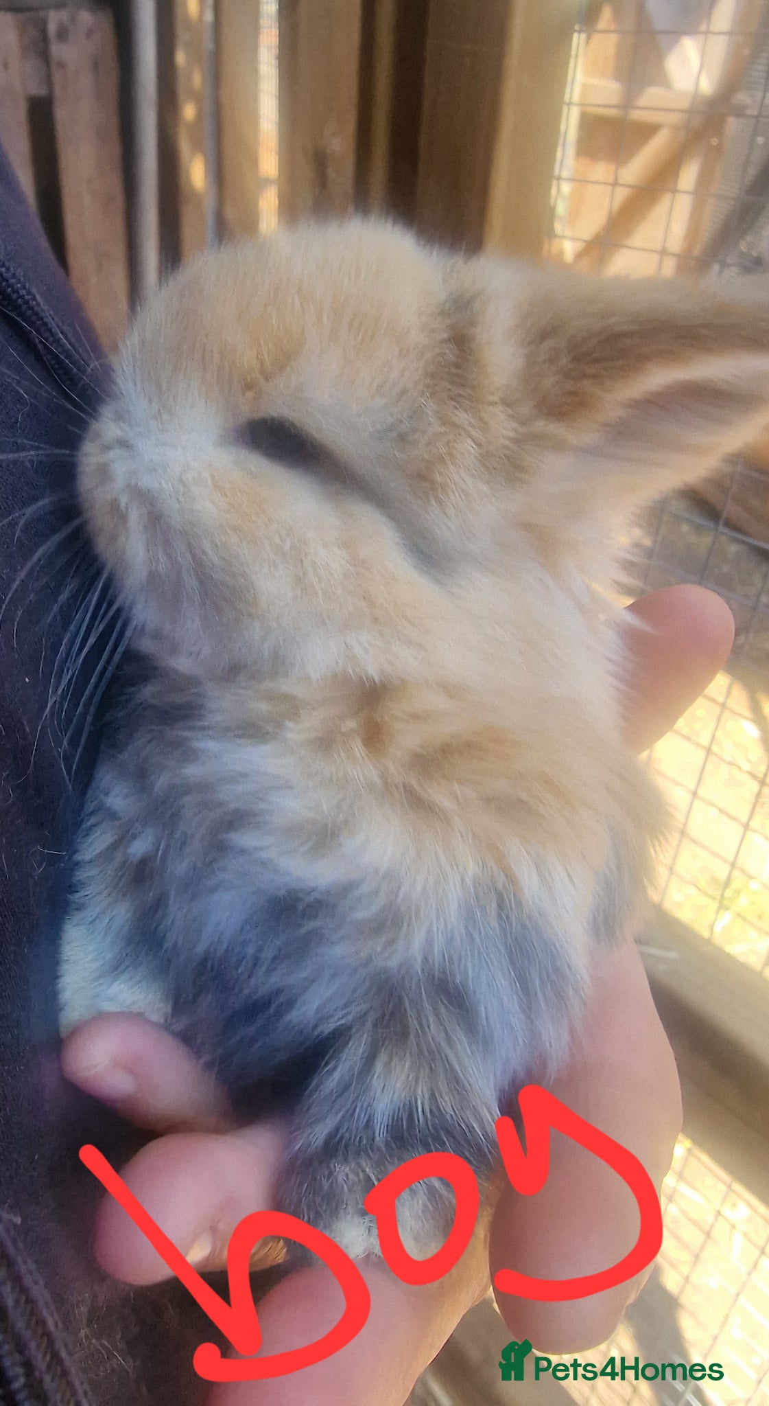 Mini Lop rabbits for sale: Mini lops  - Advert 2
