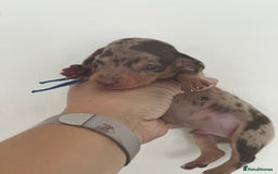 Miniature Dachshund dogs for sale: Smooth haired Miniature Dachshund - Image 11