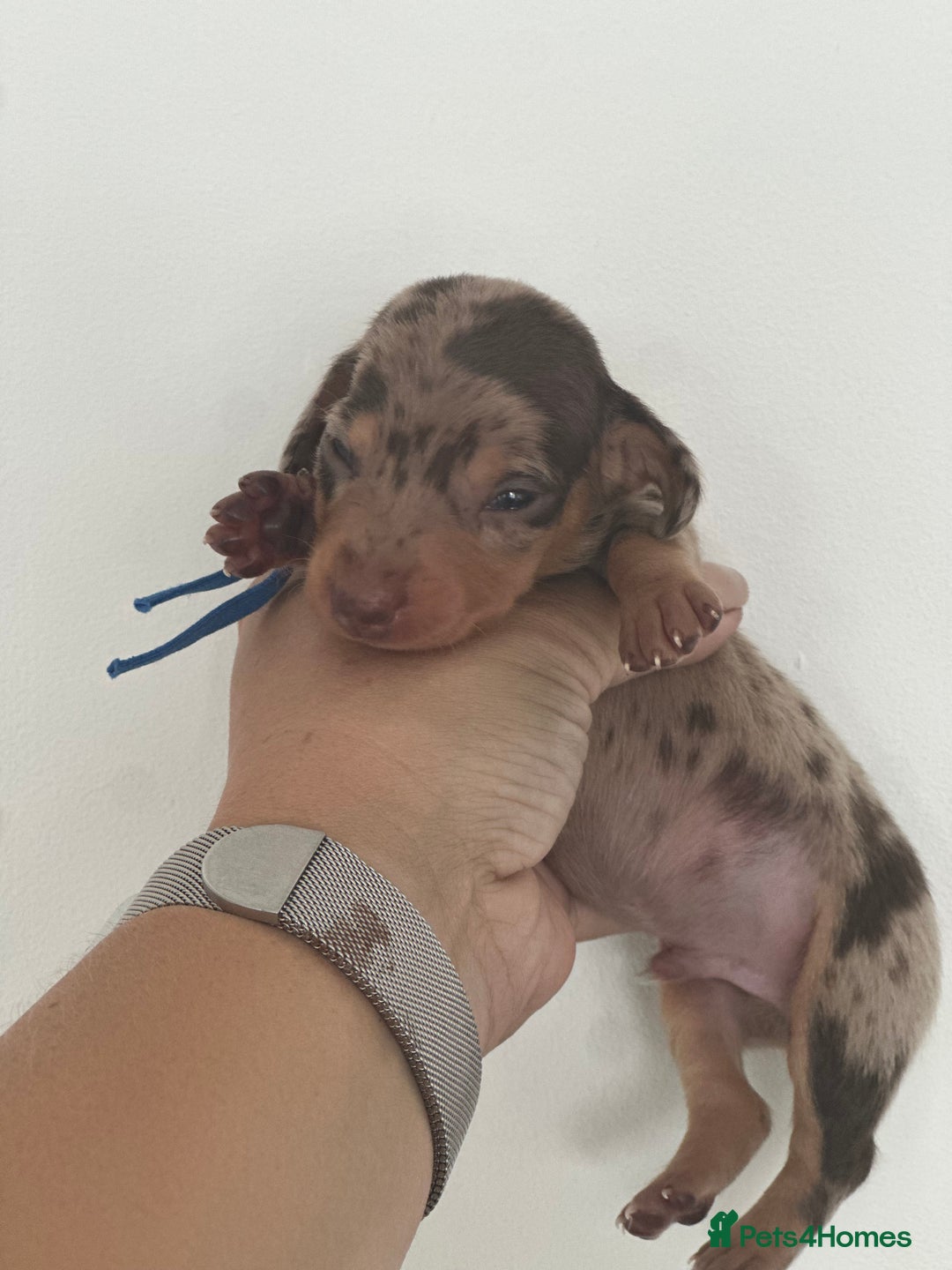 Miniature Dachshund dogs for sale: Smooth haired Miniature Dachshund - Image 11