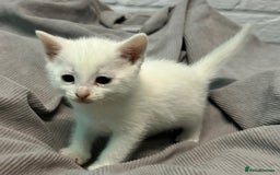 Mixed Breed cats for sale: READY TO GO 🫶 Three beautiful kittens left 🫶 - Image 7