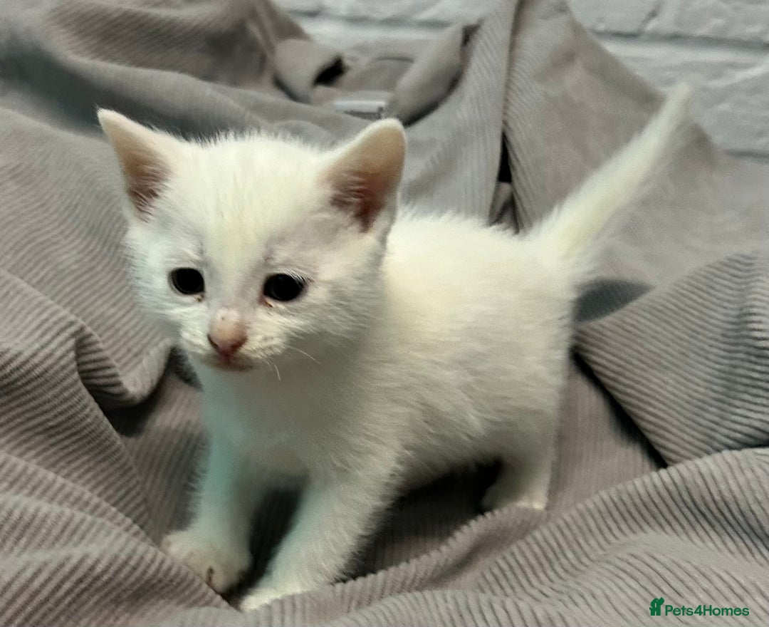 Mixed Breed cats for sale: READY TO GO 🫶 Three beautiful kittens left 🫶 - Image 7