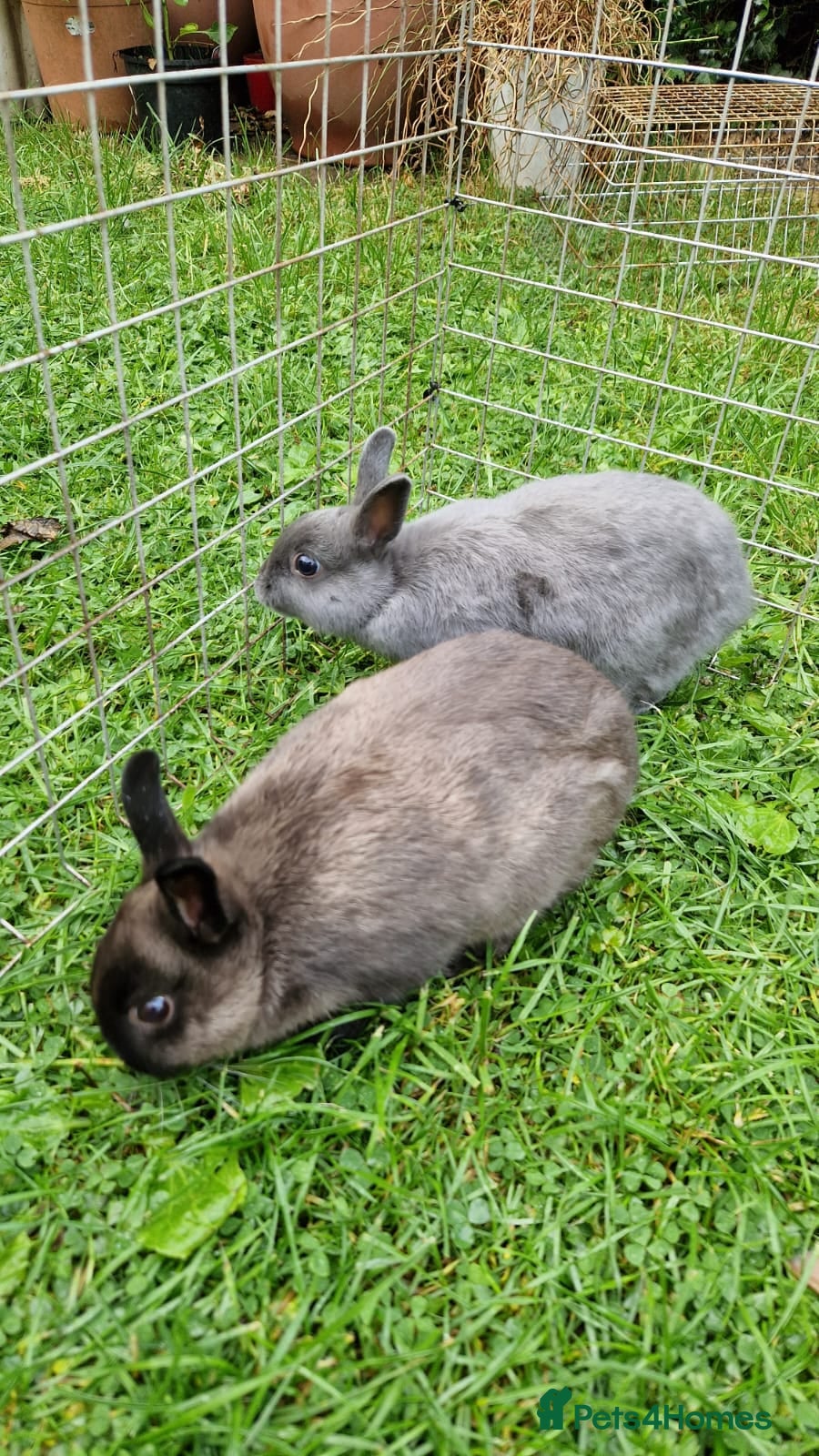 Netherland Dwarf rabbits Netherlands Dwarf and Double Hutch - Advert 2