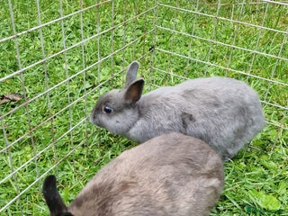 Netherland Dwarf rabbits - Advert 29
