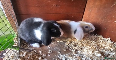 Mini Lop rabbits - Advert 5