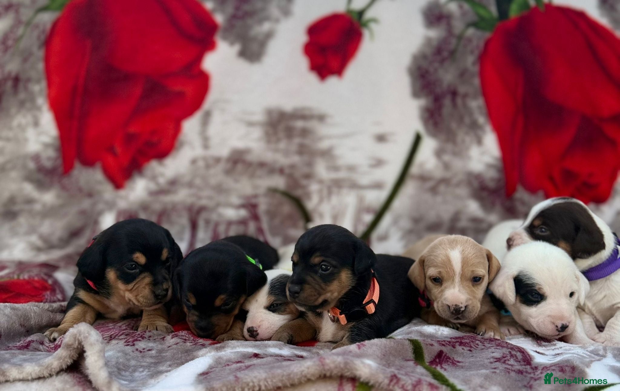 Mixed Breed dogs I have 7 beautiful pups  - Advert 1