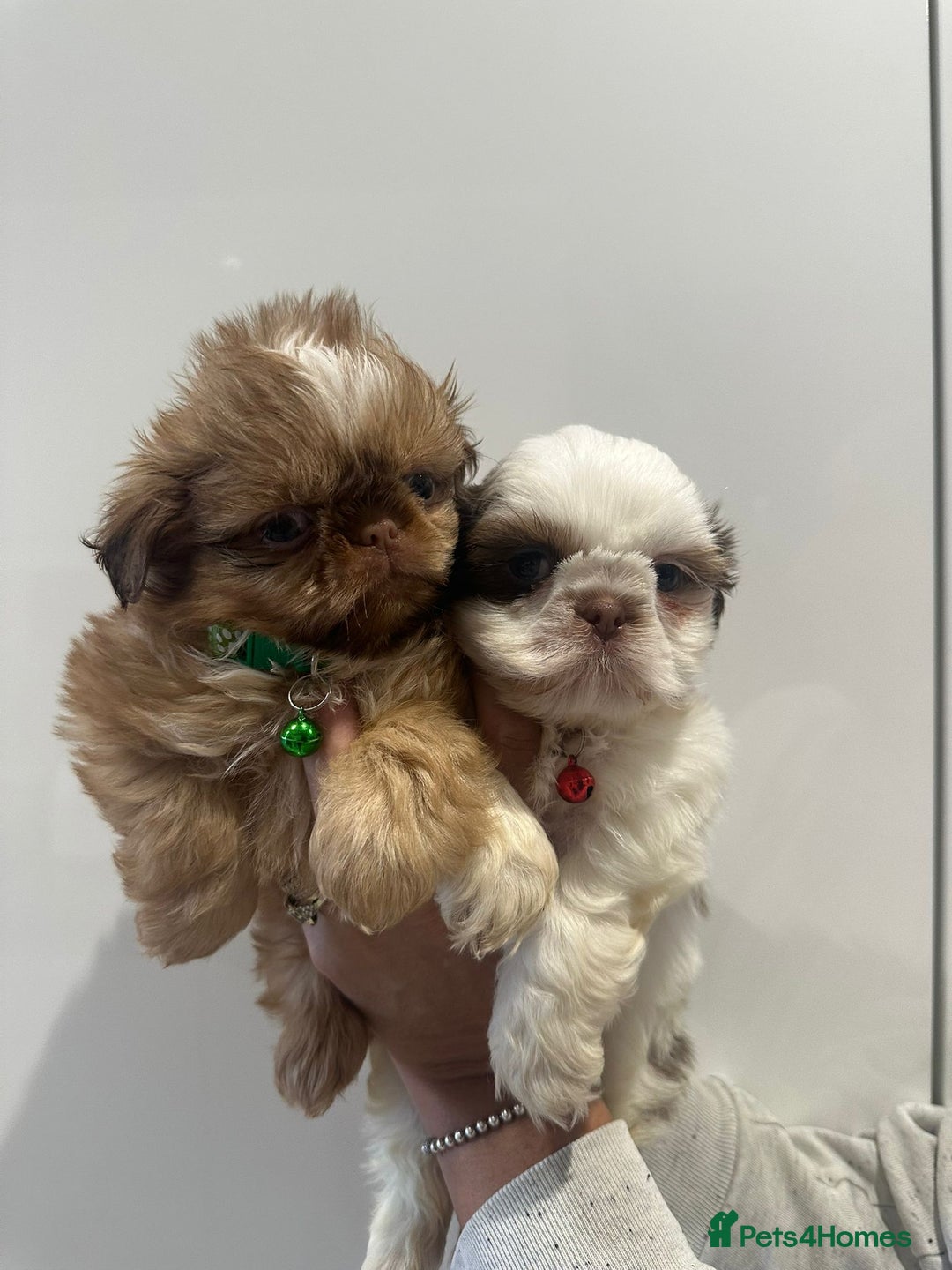 Shih Tzu dogs for sale: IMRERIAL SHIHTZU PUPPIES - Advert 5