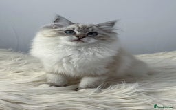 Ragdoll cats for sale: Playful Pedigree Ragdoll Kittens Available - Image 5