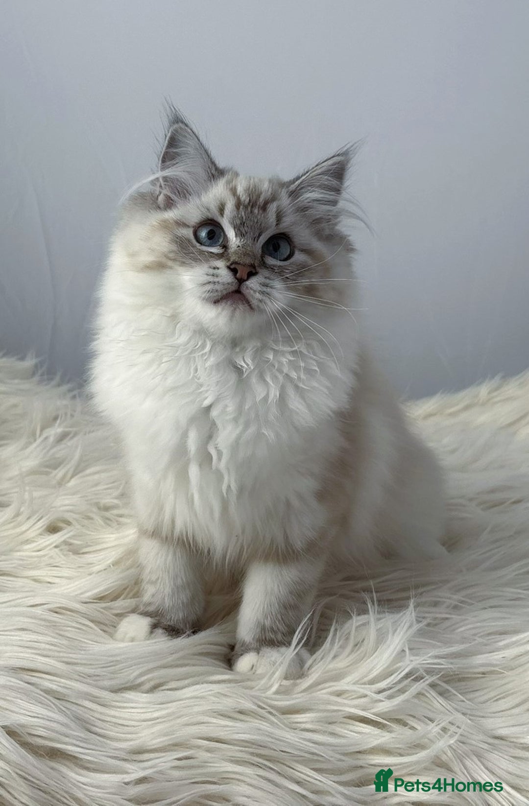 Ragdoll cats for sale: Playful Pedigree Ragdoll Kittens Available - Image 5