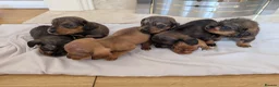 Mixed Breed dogs for sale: 3/4 dachshund 1/4 jack Russell - Advert 22