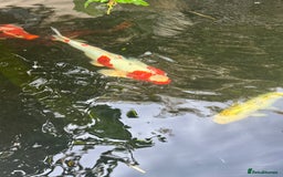 Koi Carp fish for sale: Complete Koi carp set up for sale - Image 23