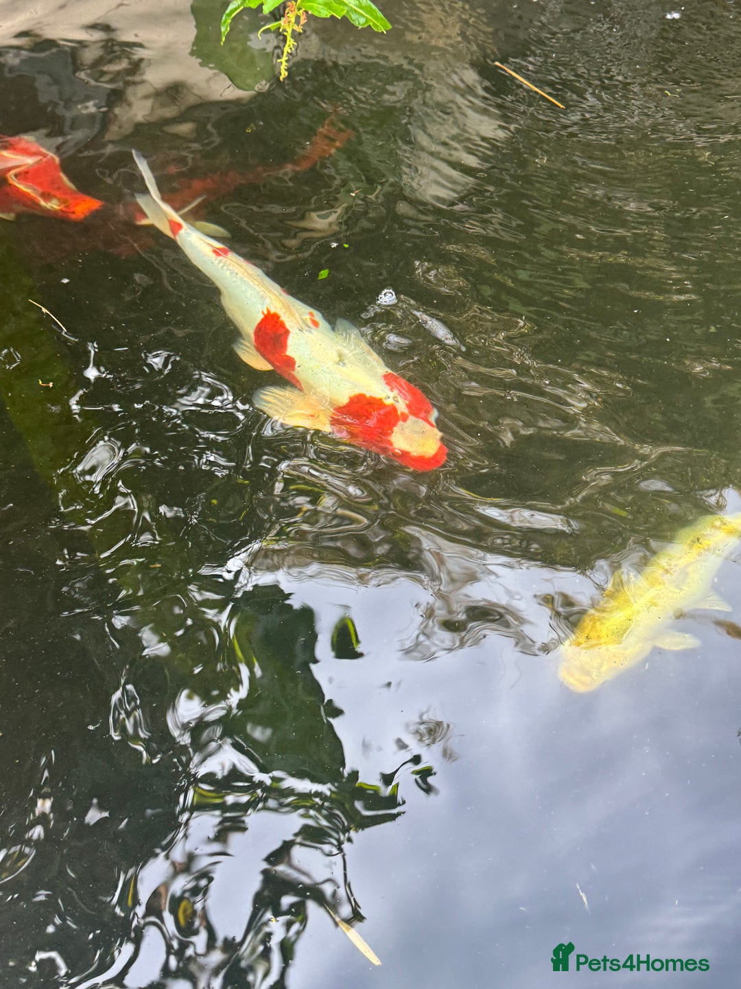 Koi Carp fish for sale: Complete Koi carp set up for sale - Image 23