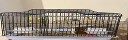 Budgerigars birds for sale: Two budgies with cage and all other necessities  in London - Advert 2