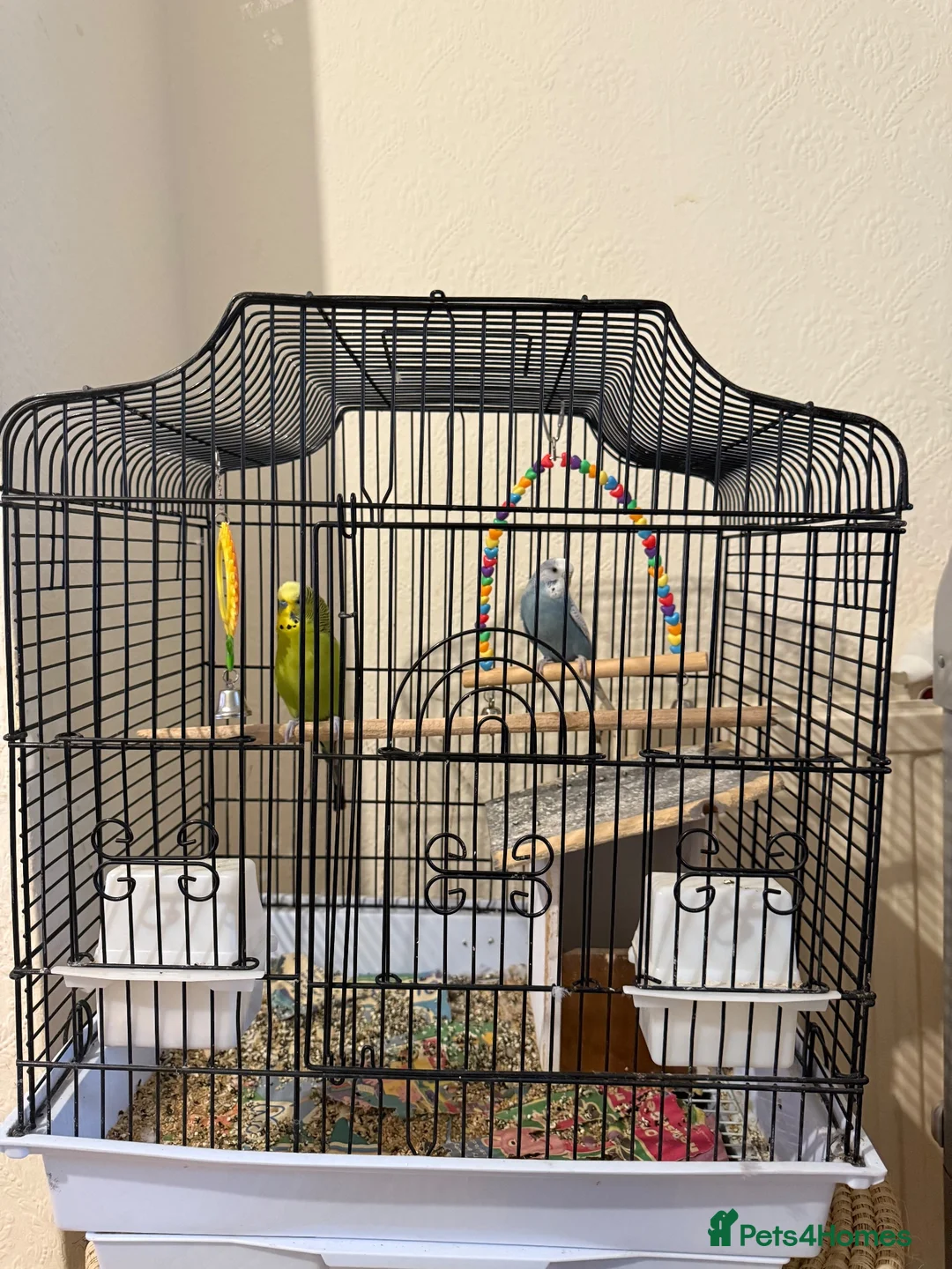 Budgerigars birds for sale: Two budgies with cage and all other necessities  in London - Advert 2
