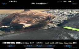 Sprocker dogs for sale: Beautiful Sprocker Puppies - Advert 2