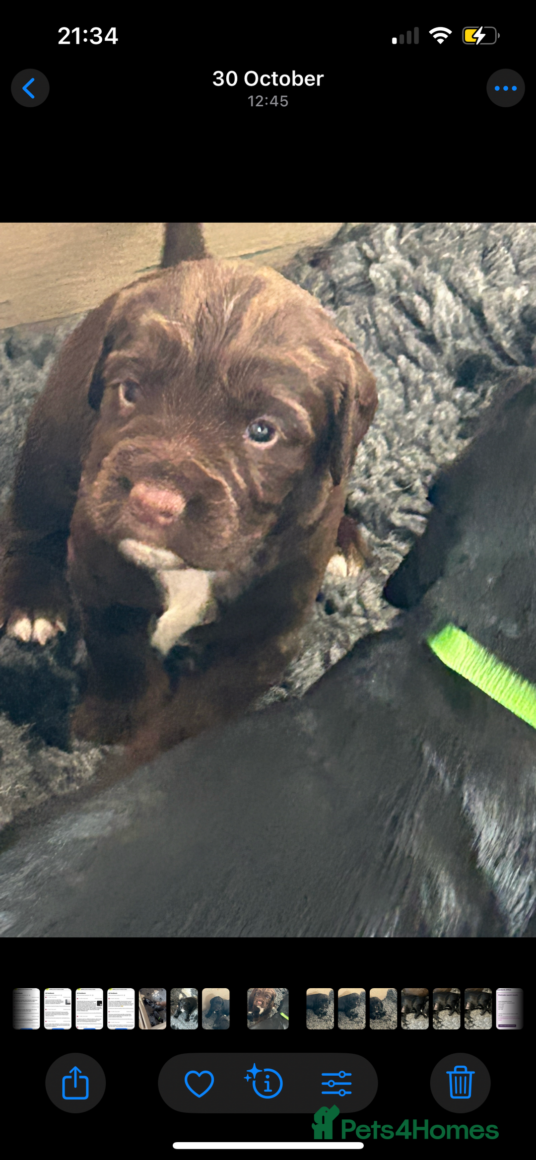 Sprocker dogs for sale: Beautiful Sprocker Puppies - Advert 2