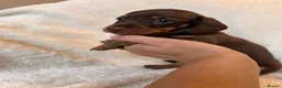Miniature Dachshund dogs for sale:  🍫 Beautiful Chocolate & Tan Mini Dachshunds  - Advert 5