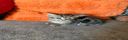 Bengal cats for sale: Bengal Kittens available for Loving Home🩷💙 - Advert 6