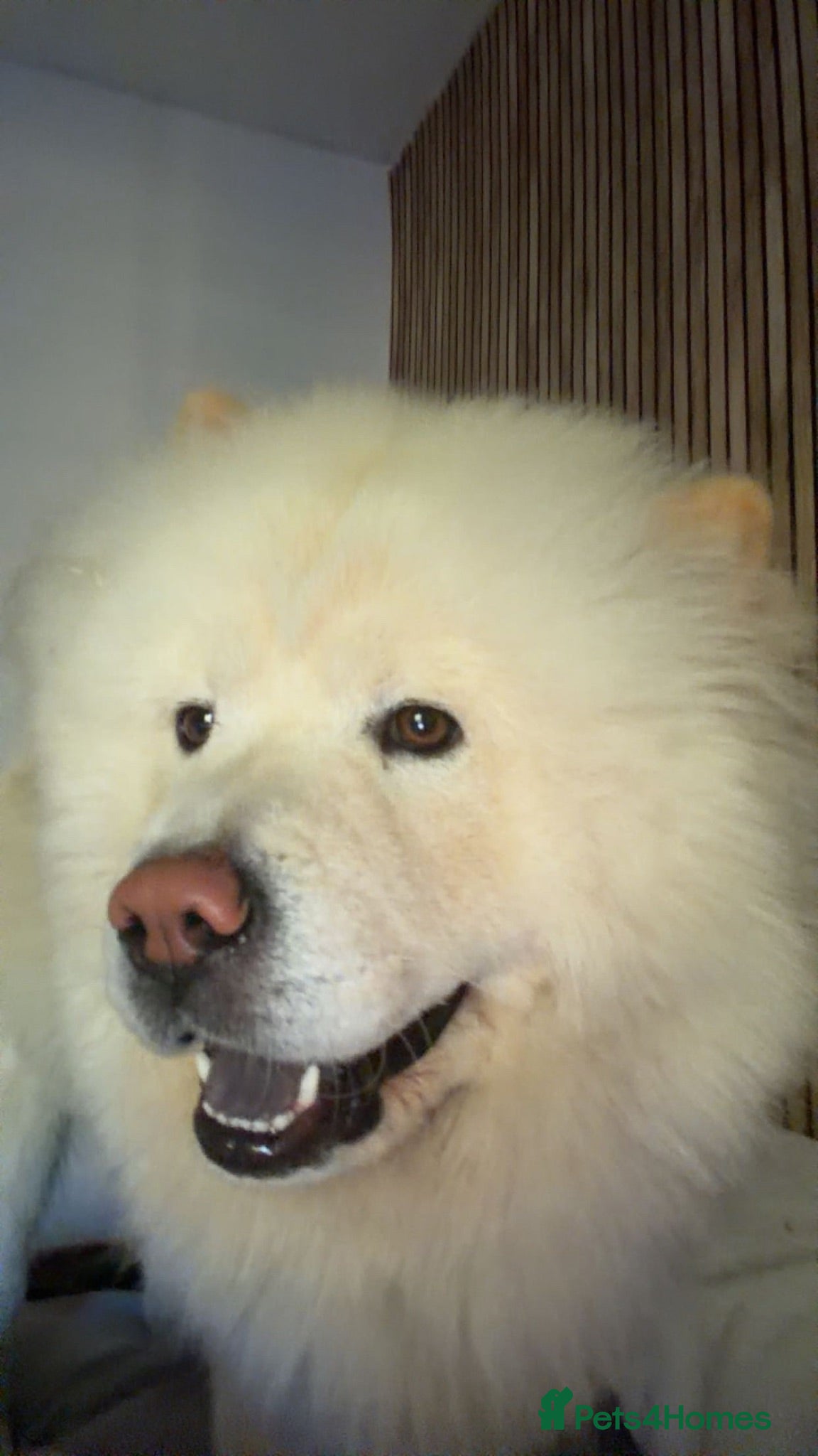 Chow Chow dogs white chow chow boy  - Advert 1