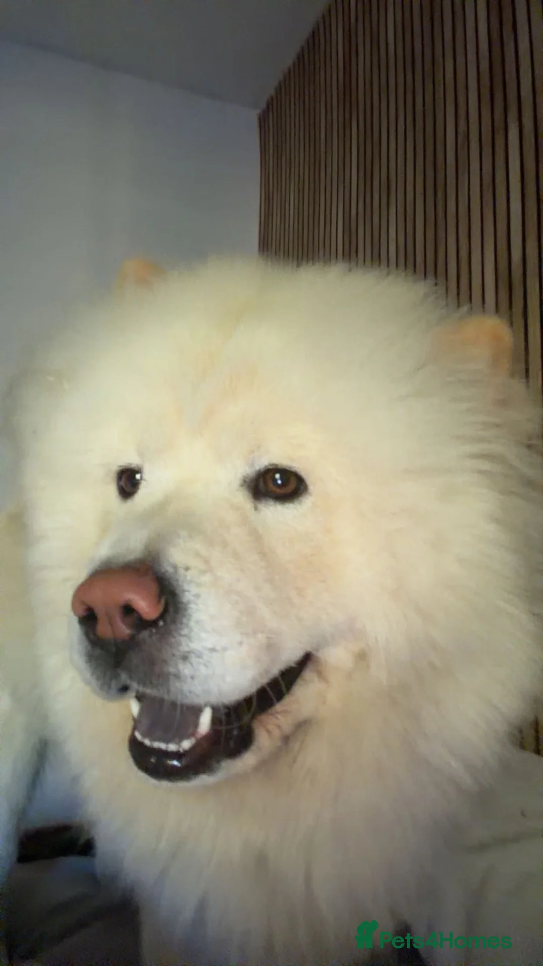 Chow Chow dogs for sale: white chow chow boy  in Birmingham - Advert 1