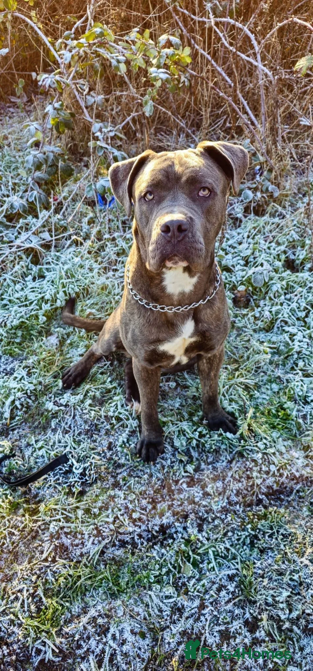 Cane Corso dogs for sale: Kenzo  - Advert 2