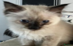 Ragdoll cats for sale: Ragdoll kittens  - Image 2