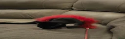 Domestic Shorthair cats for sale: 6 month old female kitten - spayed in Boston - Advert 5