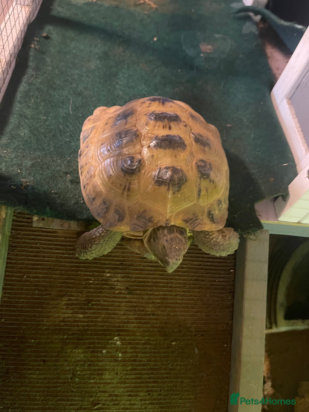 Tortoise reptiles for sale: Tortoise and house for sale - Advert 1