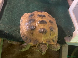 Tortoise reptiles Tortoise and house for sale - Advert 1