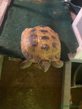 Tortoise reptiles Tortoise and house for sale - Advert 1