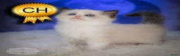 Ragdoll cats for sale: Ragdoll Kitten Boy ZPAA Champion! - Advert 3
