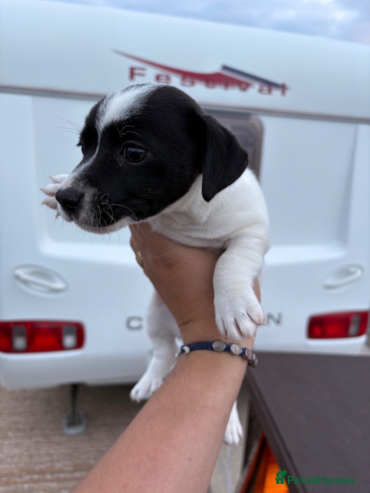 Jack Russell dogs Jack Russell  - Advert 2