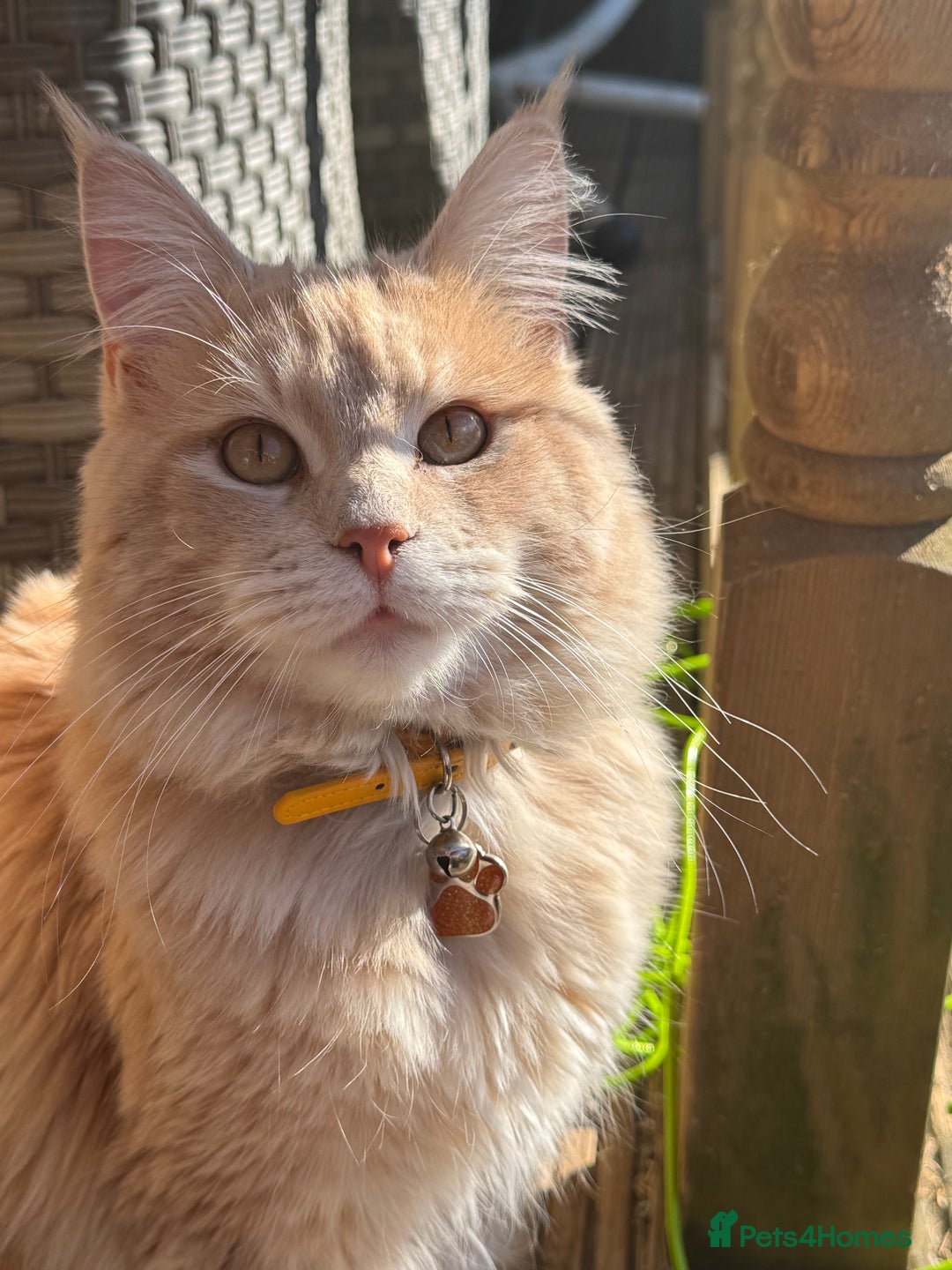 Maine Coon cats for sale: Mainecoons x ragdoll - Image 20