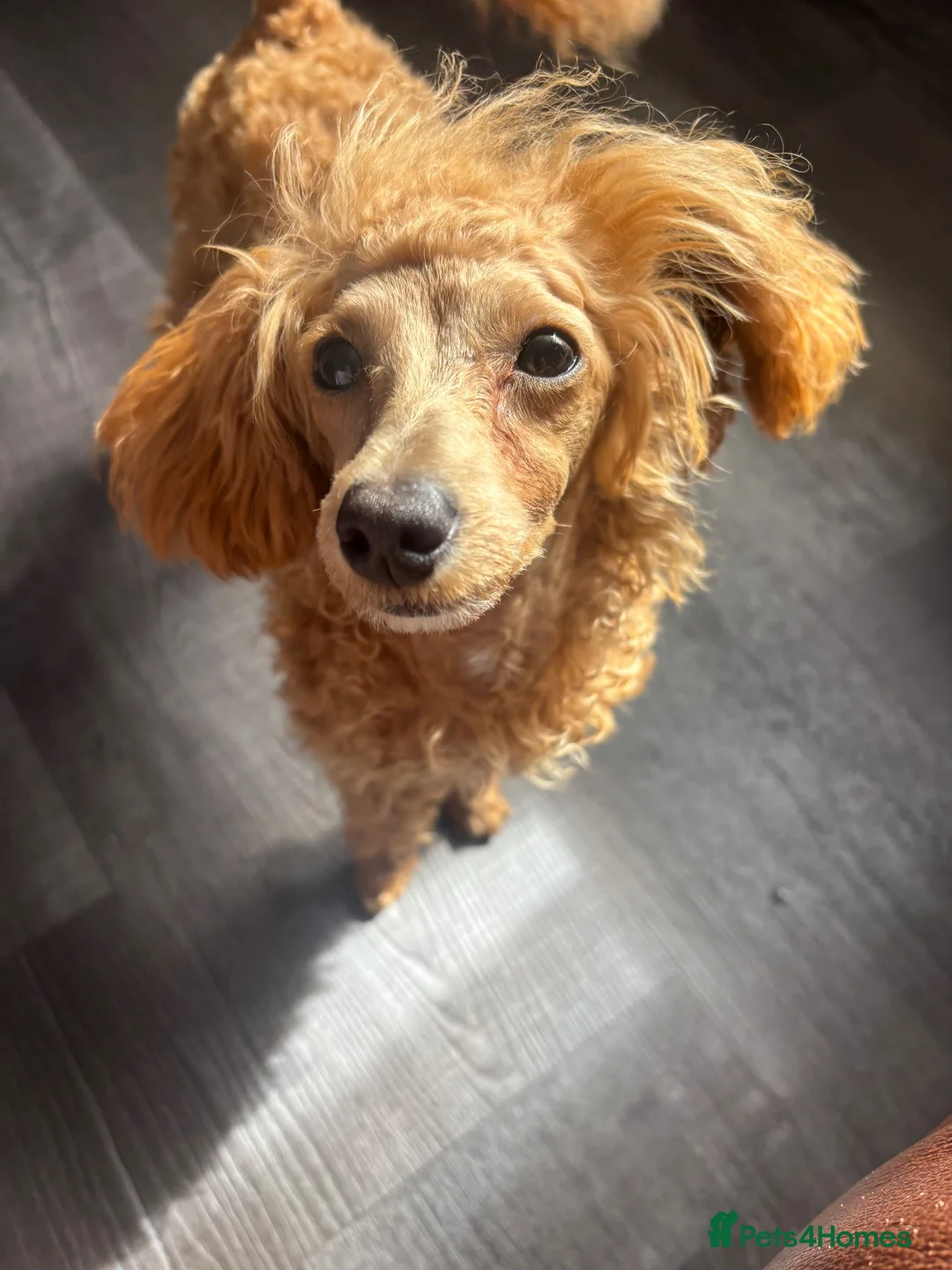 Poochon dogs for sale: 3/4 Toy poodle red female 6 months  - Advert 2