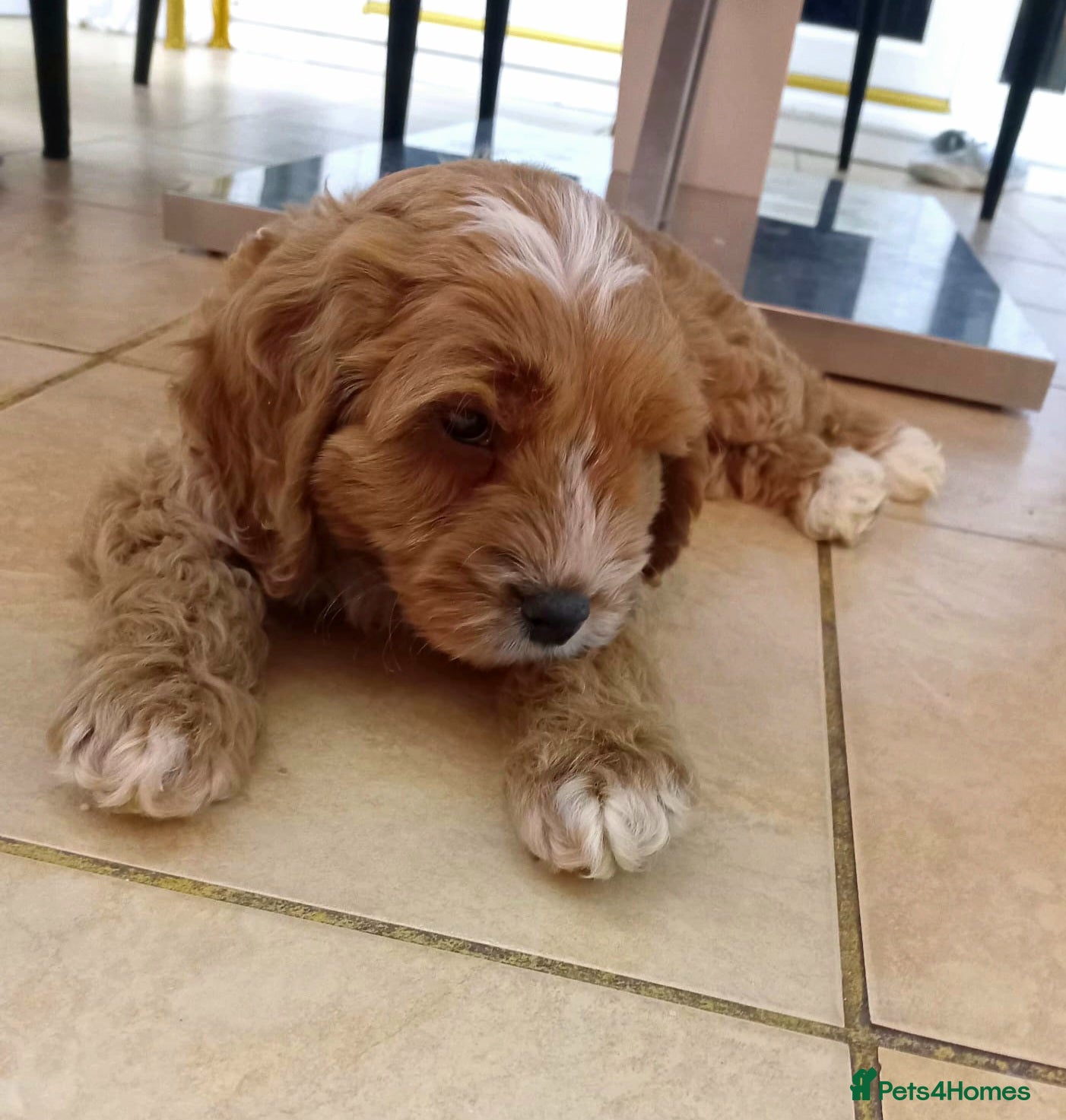 Cavapoo dogs 2 toy FIB cavapoo BOYS  - Advert 3