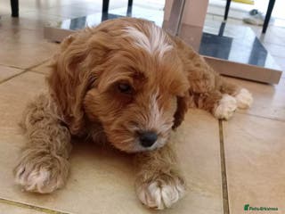 Cavapoo dogs 2 toy FIB cavapoo BOYS - Advert 3