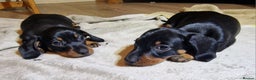 Miniature Dachshund dogs for sale: Champion bloodlines excellent quality KC miniature - Advert 16