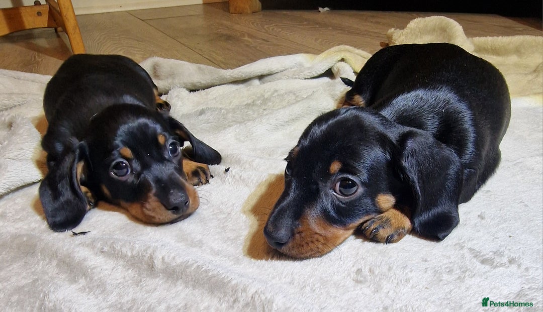 Miniature Dachshund dogs for sale: Champion bloodlines excellent quality KC miniature - Advert 16