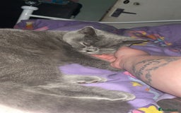British Shorthair cats for sale: Gorgeous British blue kittens 🩶🤍🩵 - Image 5