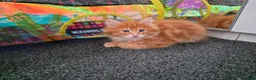 Maine Coon cats for sale: 5 Beautiful Maine Coon Kittens  - Advert 10