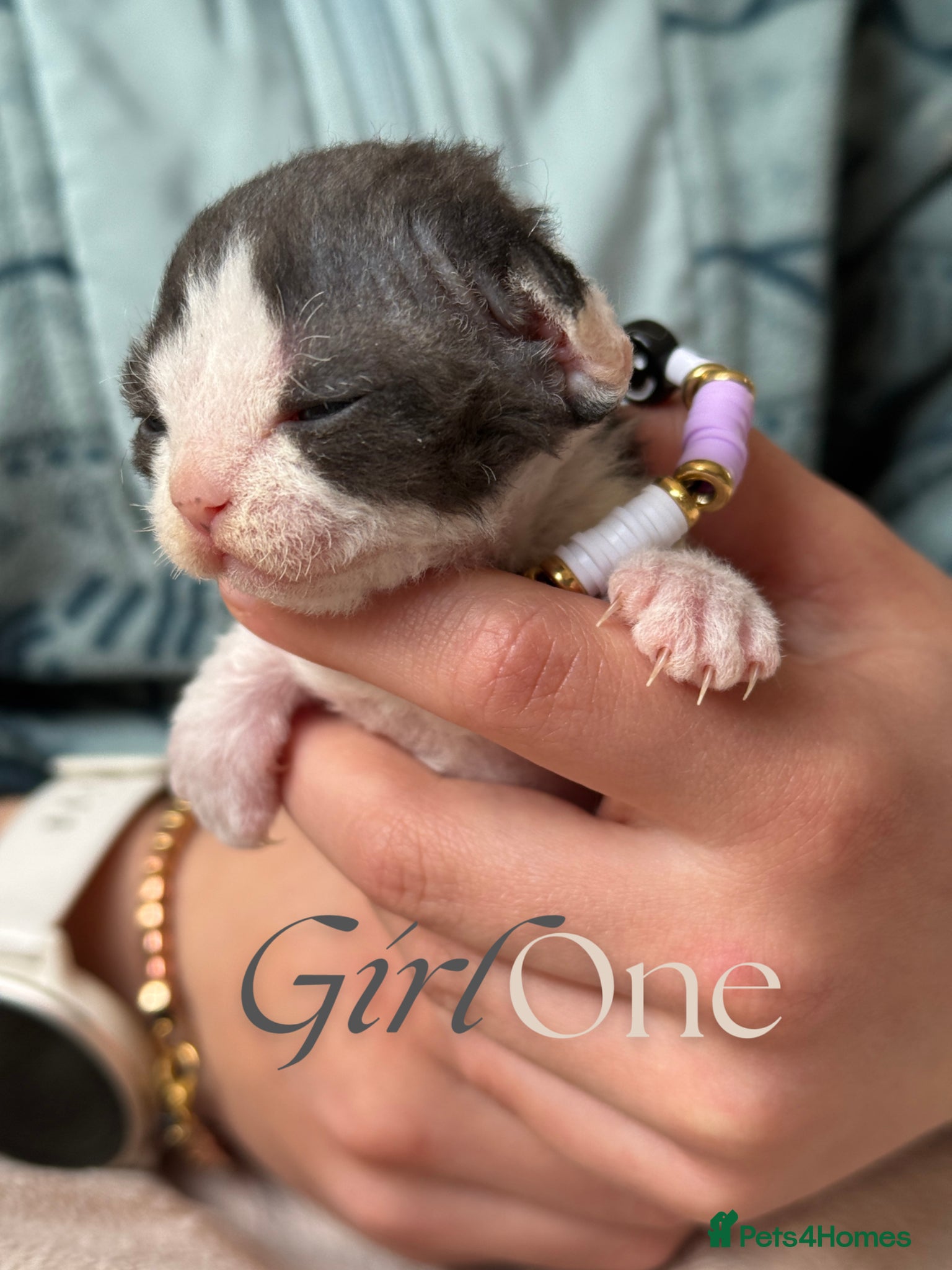 Devon Rex cats Devon Rex Kittens –GCCF Last kitten available BOY  - Advert 2