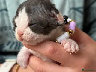 Devon Rex cats Devon Rex Kittens –GCCF Last kitten available BOY - Advert 14
